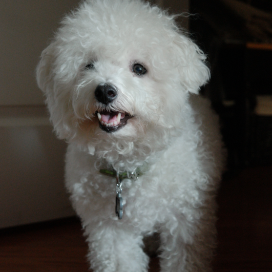 cute bichon frise adult bichon frise dog